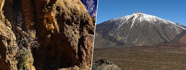 Descoberta a árvore mais antiga da Europa: ela fica dentro de um vulcão 