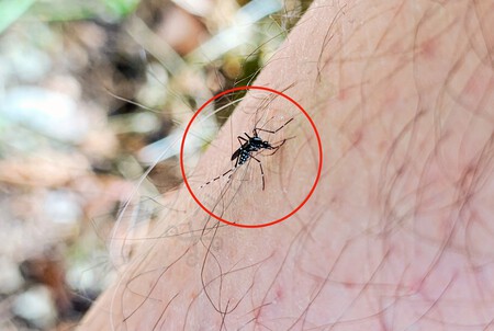 Mosquitos Portada