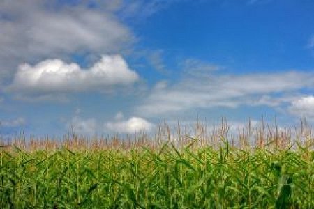 ¿Qué cultivo es mejor para obtener etanol? ¿Maíz o azúcar de caña?