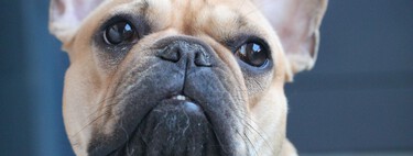 El bulldog francés es el perro más popular del mundo, y eso también puede traer complicaciones