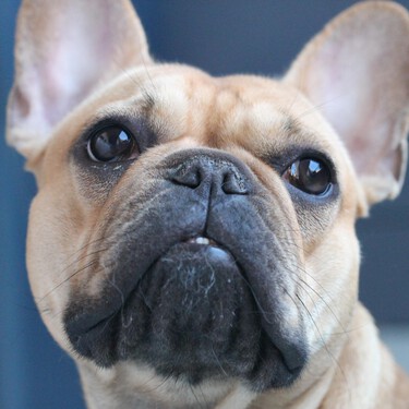 El bulldog francés es el perro más popular del mundo, y eso también puede traer complicaciones