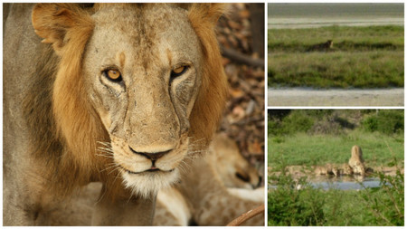 leones