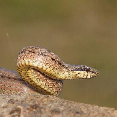 Quizás no lo sabías, pero en tu cocina tienes un repelente natural de serpientes  