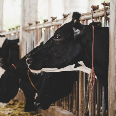 Ya está en Huesca. Tras Girona, la dermatosis nodular  contagiosa del vacuno tiene un primer positivo en Aragón
