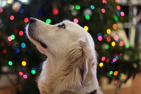 Perro navidad