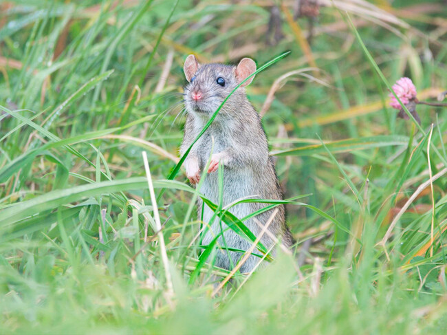 Ratones Holanda