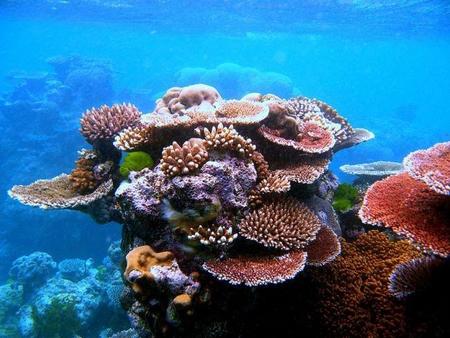 La muerte que nos aguarda en la Gran Barrera de Coral
