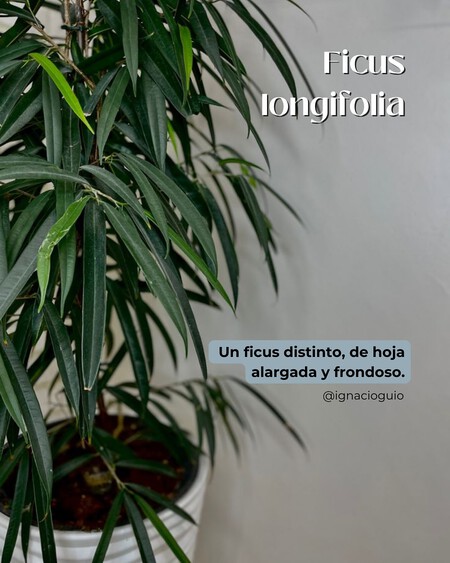 Plantas De Interior Para Esquinas Cuando Ponemos Plantas En Una Esquina Conseguimos Suavizar L 5