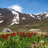Alerta: aquecimento global já muda a flora mediterrânea, dizem cientistas 
