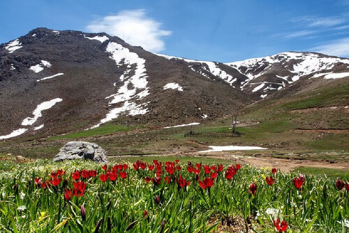 Flores na frente da montanha. Créditos: banco de imagens