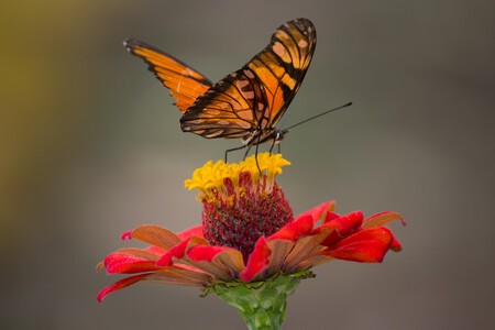 mariposa-monarca-flor