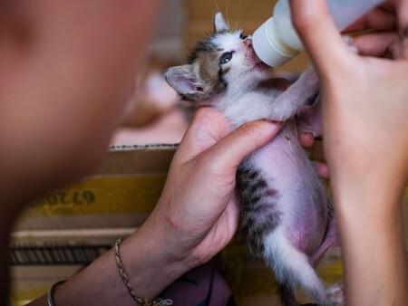 Gatos Leche