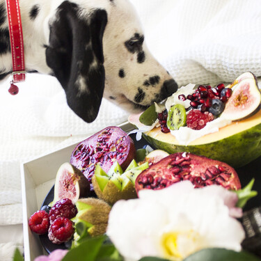 Los 100 nombres más sabrosos para perros y perras inspirados en comida 