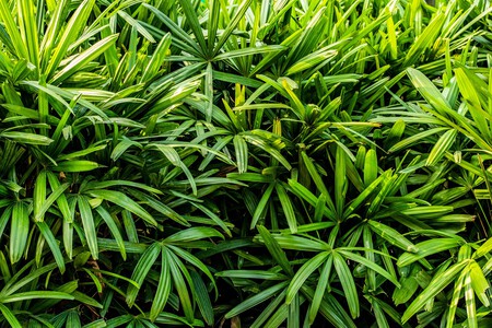 Palmera