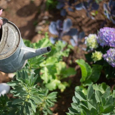 Si crees que cuando más apriete el calor mejor será que riegues tus plantas, los jardineros profesionales tienen algo que decirte