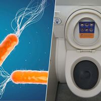 Nadie sabe cómo combatir las superbacterias, pero hay quienes ya son de ayuda: los que hacen caca en los aviones 