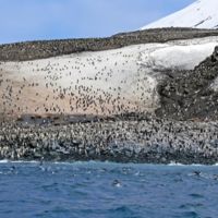El mayor espectáculo de la naturaleza: los pingüinos de Zavodovski