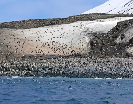 El mayor espectáculo de la naturaleza: los pingüinos de Zavodovski