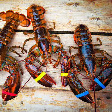 Pocos chefs conocen tan bien el bogavante como el asturiano Isaac Loya: estos son sus trucos para elegirlos y hacerlos en casa 