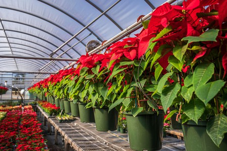 Pexels Nc Farm Bureau Mark 19289051