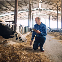 Una empresa ganadera familiar con 720 ovejas y 300 vacas en un pueblo: "En gastos se va un 70-80% de los ingresos" 