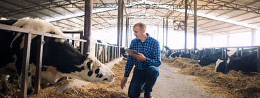 Una empresa ganadera familiar con 720 ovejas y 300 vacas en un pueblo: "En gastos se va un 70-80% de los ingresos" 