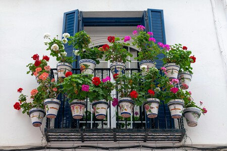 Decora tu casa o balcón con nuevas plantas y lánzate al Festival de Macetas 2026 a unos pasos del quiosco Morisco