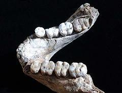 Hallada una dentadura de Australopithecus