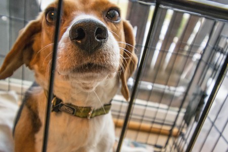 beagle-jaula-maltrato