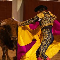 Prohibir las corridas podría desaparecer al toro de lidia en México, advierten empresarios 