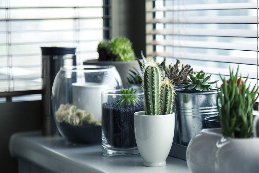 Cómo cuidar cactus