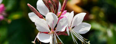 Tiene menos glamour que las rosas, pero esta flor es perfecta para el verano: soporta el calor extremo y no exige riego