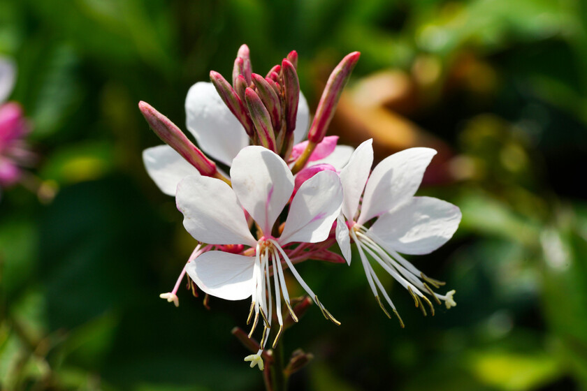 Esta flor muy resistente crece hasta en la grava y florece todo el verano sin riego