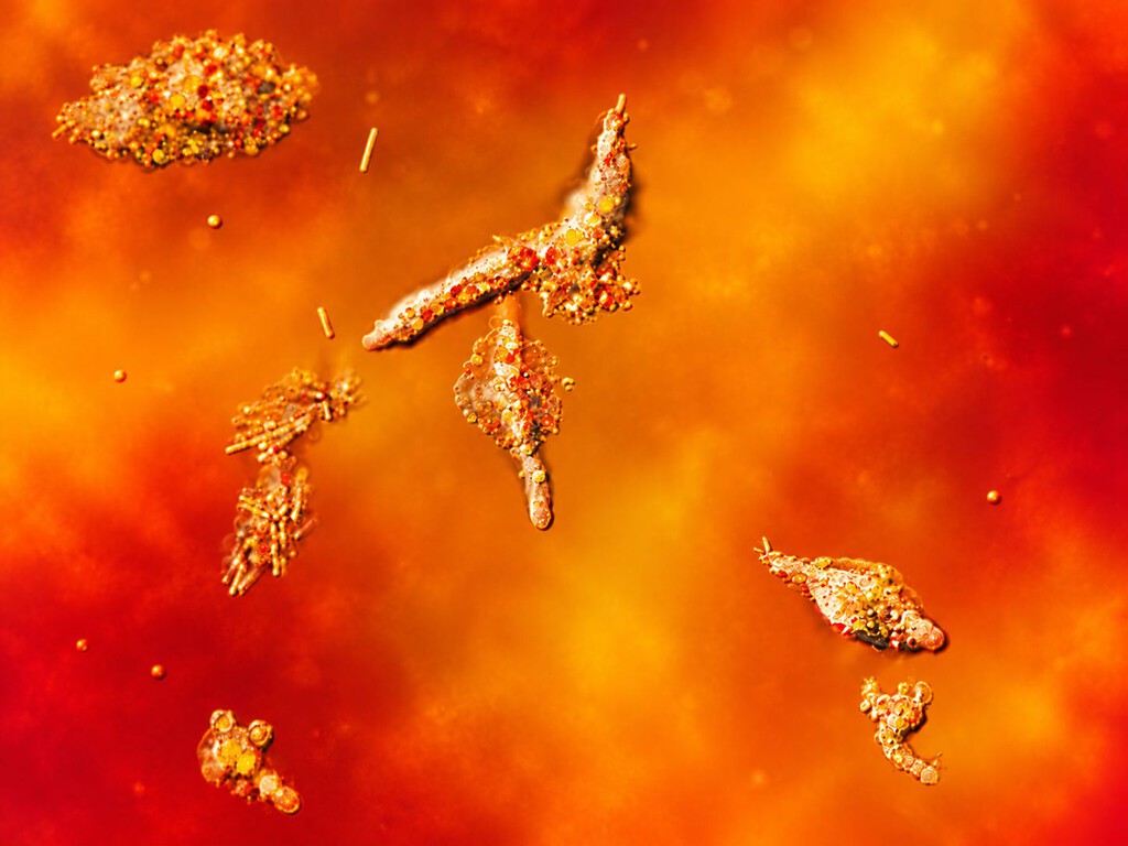 La "ameba de fuego" rompe el récord de calor para la vida compleja y obliga a replantear dónde buscar vida extraterrestre 