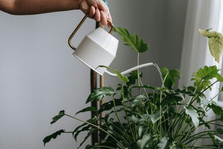 regar plantas