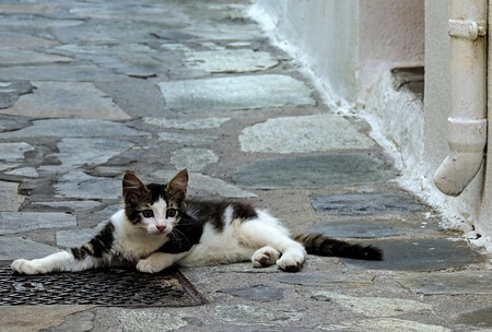 Un cachorro de gato en la calle