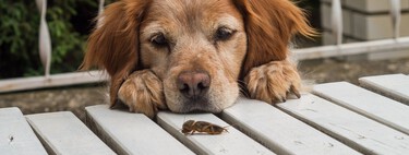 Insectos, carpas y carne de laboratorio: nos conviene mucho que las mascotas se pasen a la comida sostenible, pero a sus dueños les da asco