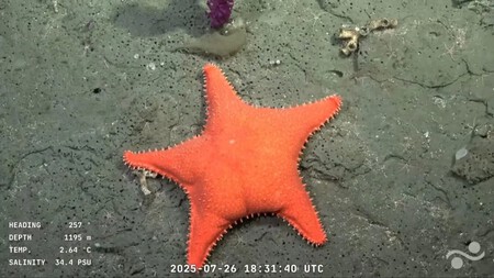 Patricio