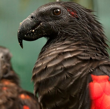 Los "loros de Drácula" podrían ser las aves más góticas de la Tierra