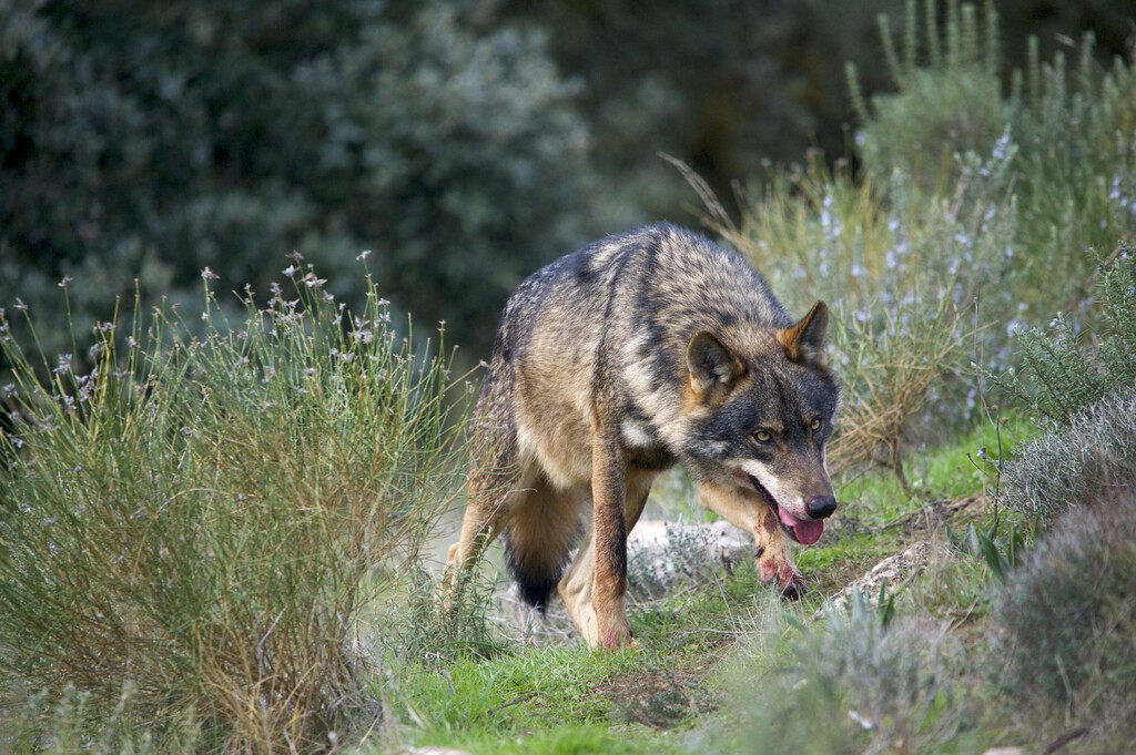 El blindaje legal del lobo lleva años resquebrajándose. Ahora la mayoría de comunidades de España han abierto la puerta a su caza