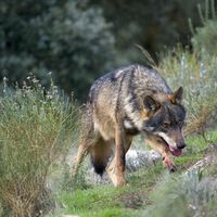 El blindaje legal del lobo lleva años resquebrajándose. Ahora la mayoría de comunidades de España han abierto la puerta a su caza