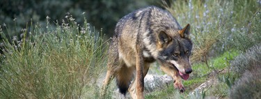 Las comunidades de España creen que el lobo se está recuperado de maravilla. Y eso es una pésima noticia para la especie