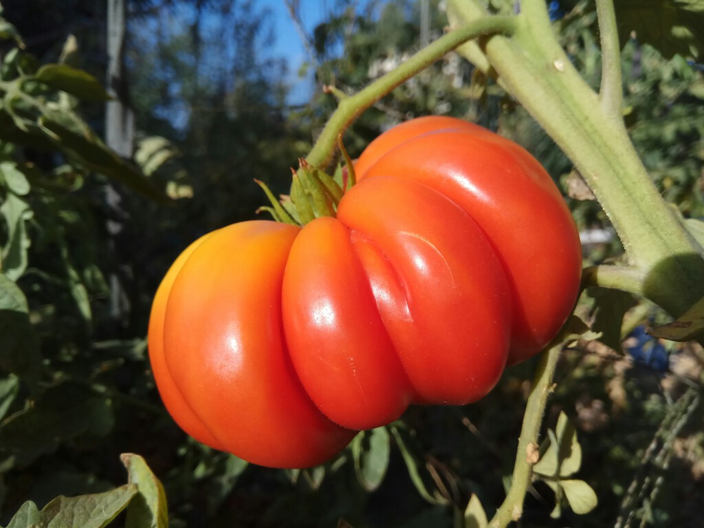 La agricultura del futuro ya tiene su plan B: frutas más grandes, resistentes y adaptadas al clima cambiante gracias al pangenoma