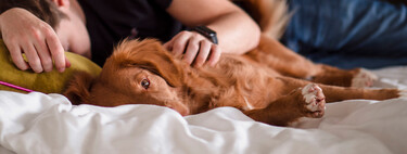 El 93% de los dueños cree que dormir con su perro mejora su descanso. La ciencia acaba de demostrar que es un autoengaño 