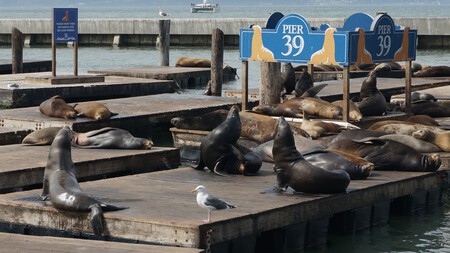 Seals 3940734 1920