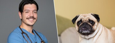 Adrián Conde, veterinario, sobre la salud de los perros chatos: "La propia conformación de su cráneo les estrecha las vías respiratorias, y respirar con normalidad les cuesta un esfuerzo extra"