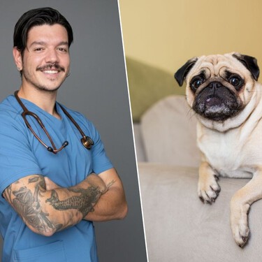 Adrián Conde, veterinario, sobre la salud de los perros chatos: "La propia conformación de su cráneo les estrecha las vías respiratorias, y respirar con normalidad les cuesta un esfuerzo extra"