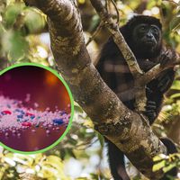 Los monos aulladores de Veracruz ya tienen microplásticos en su organismo y los científicos creen saber cómo llegaron ahí