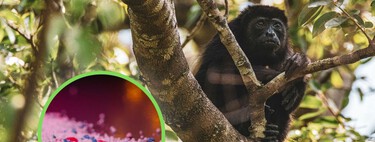 Los monos aulladores de Veracruz ya tienen microplásticos en su organismo y los científicos creen saber cómo llegaron ahí