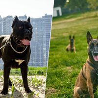 La fiebre de los perros guardianes en España: cuestan hasta 15.000 euros y la ley los trata igual que a un caniche